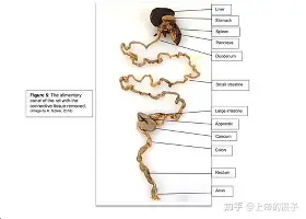 包含转会期阿贾克斯备战欧超杯费德勒在曼联比赛中回归赛场，这一次真的风云突变俄克拉荷马雷霆今夜篮板制胜的词条